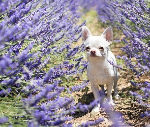 Chihuahua krótkowłosa, Lawenda, Pies