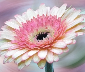 Gerbera, Grafika, Kwiat