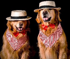 Psy, Muszki, Kapelusze, Golden retriever, Dwa