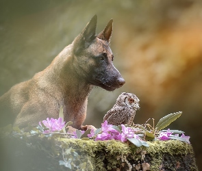 Syczek, Sowa, Pies, Owczarek belgijski Malinois