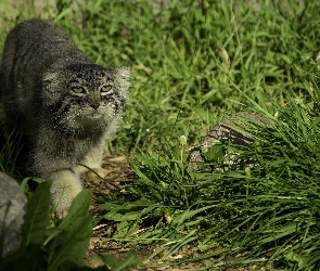 Manul, Kamienie, Trawa