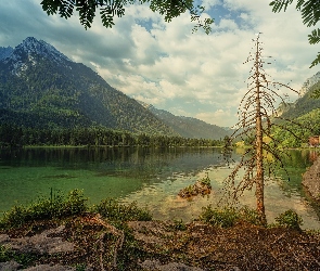 Jezioro Hintersee, Góry Alpy, Niemcy, Drzewo, Gmina Ramsau bei Berchtesgaden, Bawaria, Lasy