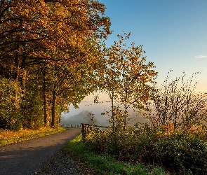 Droga, Mgła, Poranek, Jesień, Drzewa