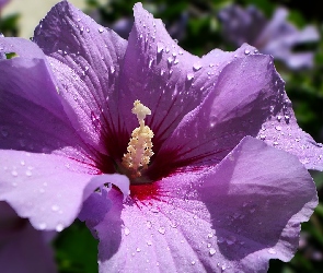 Hibiskus, Fioletowy, Kwiat