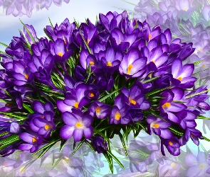Grafika, Fioletowe, Kwiaty, Krokusy