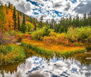 Las, Jesień, Trawa, Jezioro