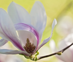 Magnolia, Gałązka, Kwiat
