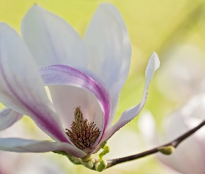 Kwiat, Gałązka, Magnolia