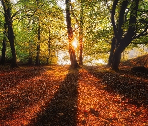 Promienie słońca, Drzewa, Jesień, Las