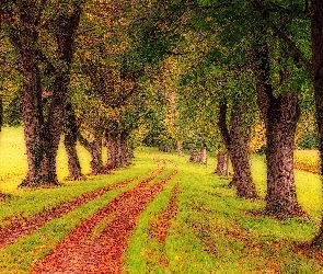 Droga, Liście, Trawa, Drzewa, Jesień