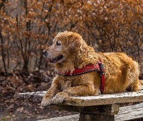 Szelki, Ławka, Pies, Golden retriever