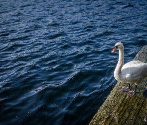 Łabędź, Pomost, Woda