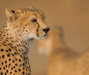 Głowa, Gepard, Dziki, Kot
