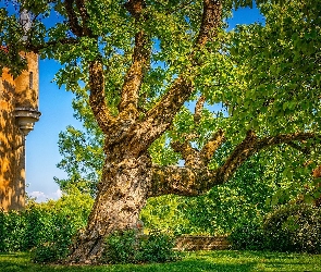 Budynek, Krzewy, Wykrzywione, Drzewo, Rozłożyste, Drzewo
