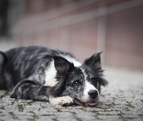 Pies, Bruk, Mordka, Border collie