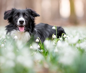 Śnieżyce, Kwiaty, Border collie, Pies, Mordka, Łąka