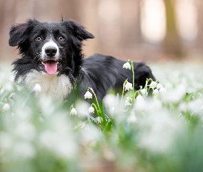 Pies, Border collie, Śnieżyce, Łąka, Kwiaty, Mordka