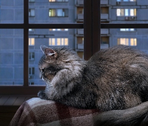 Koc, Parapet, Kot norweski leśny, Okno