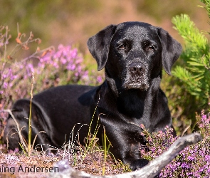 Pies, Wrzosy, Labrador retriever, Czarny