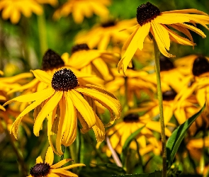 Kwiaty, Rudbekia błyskotliwa, Żółte