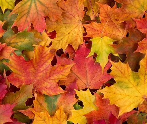 Klon, Kolorowe, Jesień, Liście