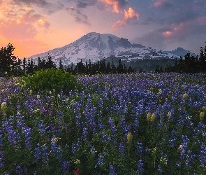 Stany Zjednoczone, Chmury, Zachód słońca, Stan Waszyngton, Park Narodowy Mount Rainier, Góry, Łąka, Łubin, Stratowulkan Mount Rainier, Drzewa