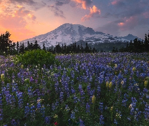 Stany Zjednoczone, Góry, Drzewa, Park Narodowy Mount Rainier, Stratowulkan Mount Rainier, Łubin, Chmury, Zachód słońca, Stan Waszyngton, Łąka