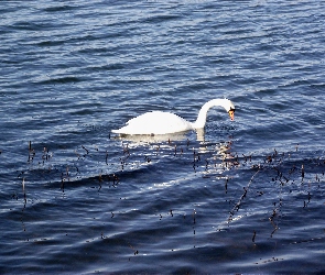 Łabędź, Niemy