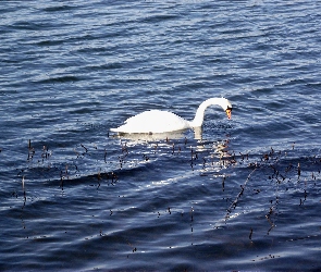 Niemy, Łabędź