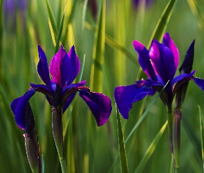 Dwa, Irysy, Kwiaty, Niebiesko-fioletowe