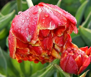 Tulipany, Rosa, Kwiaty
