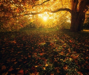 Drzewa, Promienie słońca, Liście, Jesień, Park
