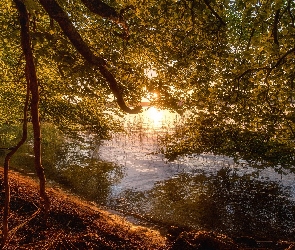 Poranek, Drzewo, Jezioro, Brzeg