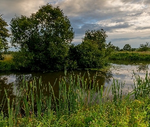 Rośliny, Trzciny, Rzeka, Drzewa
