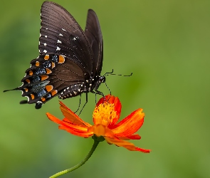 Cynia, Kwiat, Paź, Rozmycie, Kolorowy, Motyl, Papilio polyxenes
