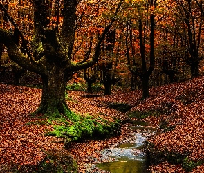 Drzewa, Las, Kraj Basków, Strumyk, Jesień, Hiszpania, Park Narodowy Gorbea