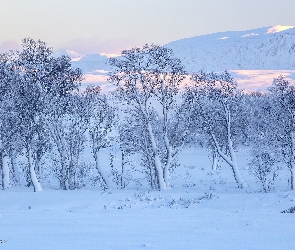 Drzewa, Szkocja, Wieś Glencoe, Góry Rannoch Moor, Zima