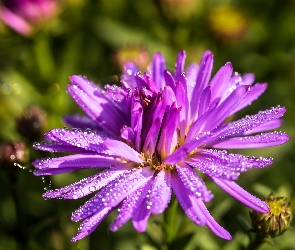 Aster marcinek, Światło, Krople, Kwiat