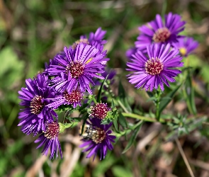 Aster marcinek, Fioletowe, Kwiaty