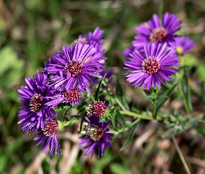 Kwiaty, Fioletowe, Aster marcinek