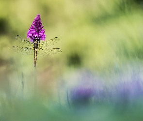 Purpurowy, Kwiatek, Ważka