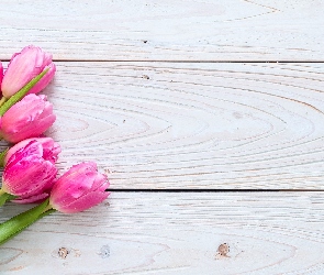 Tulipany, Deski, Różowe