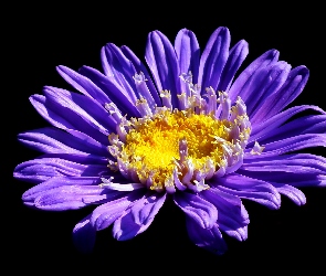 Tło, Czarne, Kwiat, Aster