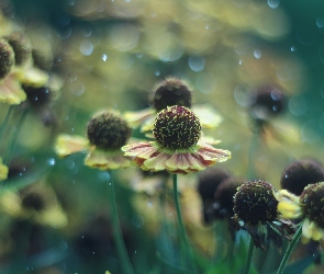 Kwiaty, Bokeh, Dzielżan ogrodowy