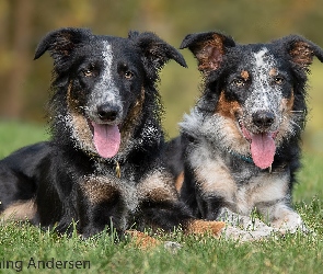 Border collie, Trawa, Psy