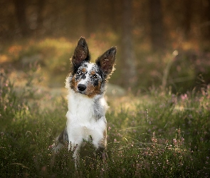 Wrzos, Drzewa, Pies, Border collie