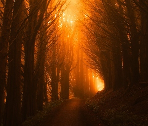 Przebijające światło, Droga, Drzewa, Las