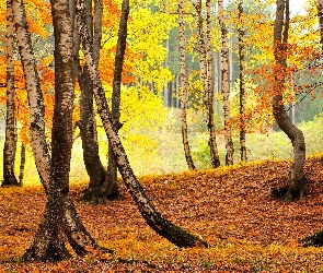 Drzewa, Jesień, Liście, Brzozy, Las