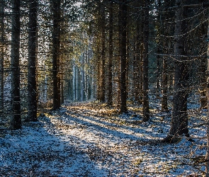 Drzewa, Światło, Śnieg, Las