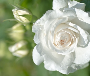 Biała, Krople, Róża